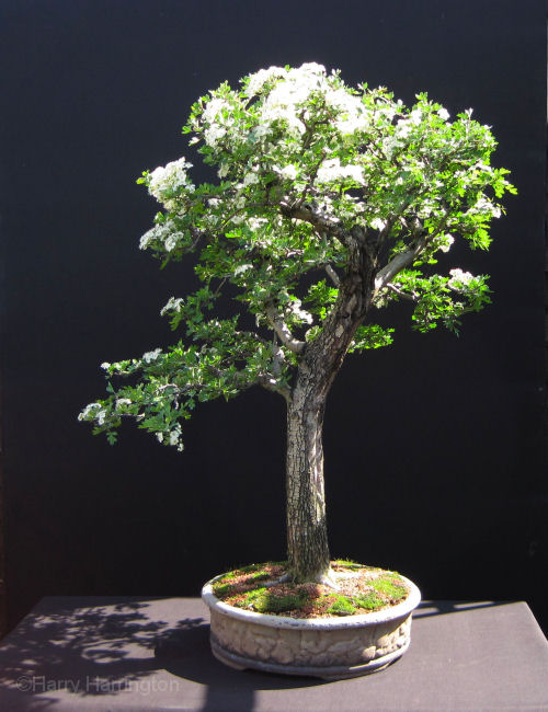 hawthorn bonsai